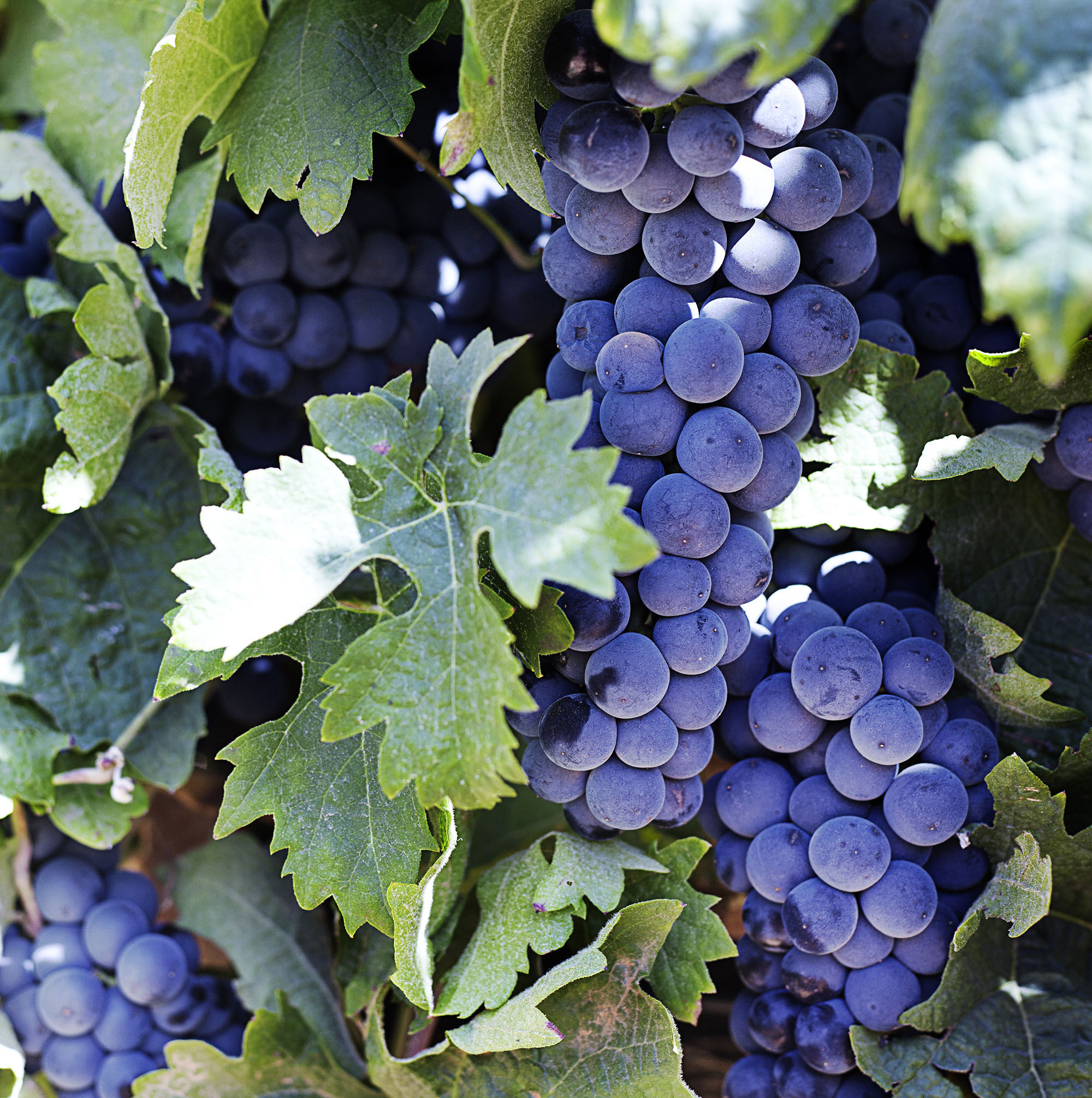 Hispanica Wines uvas